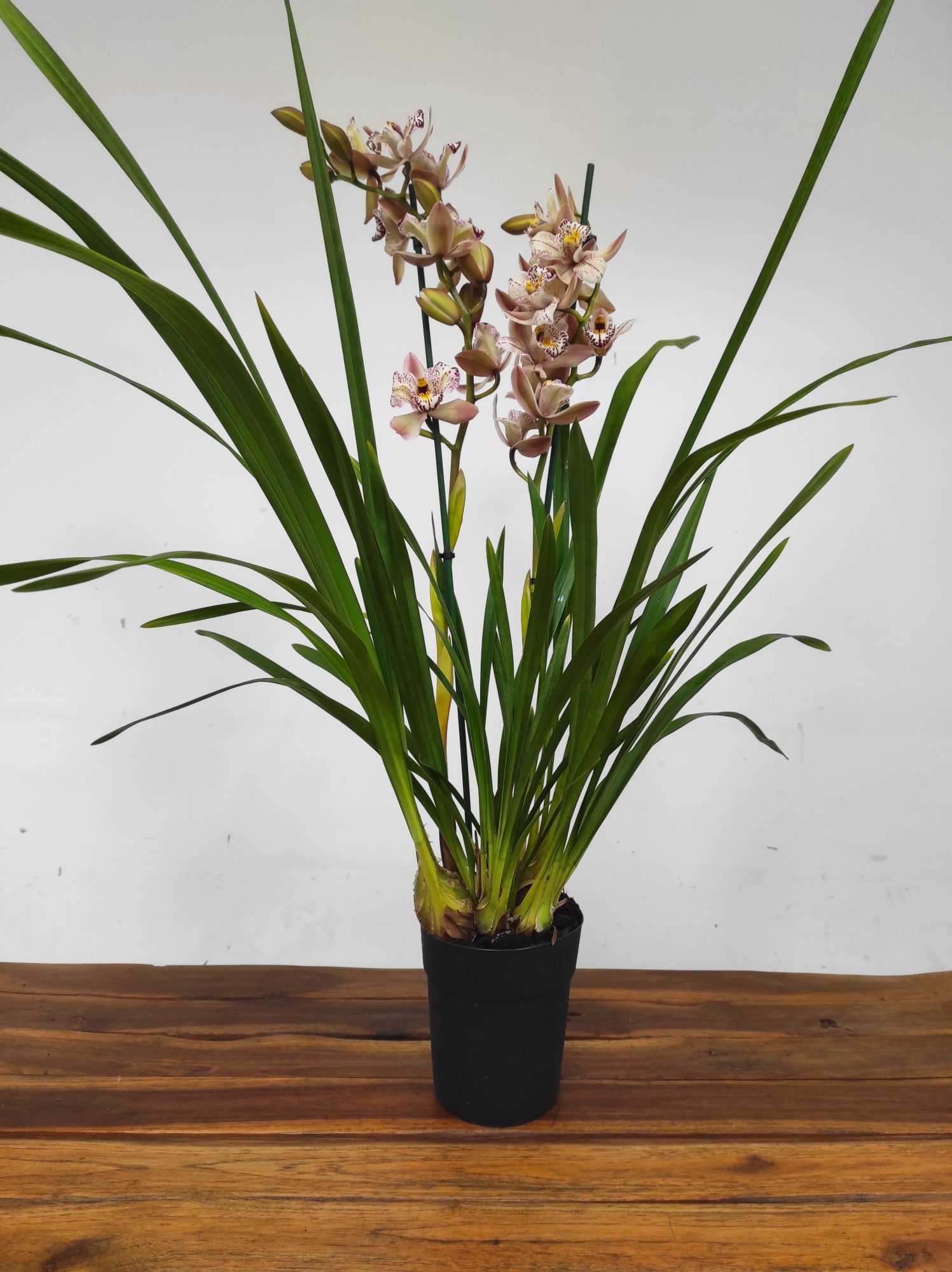 Cymbidium Italy Spot 2 Hastes - V.14 - Image 2