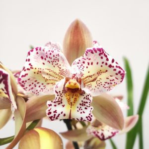 Cymbidium Italy Spot 2 Hastes - V.14
