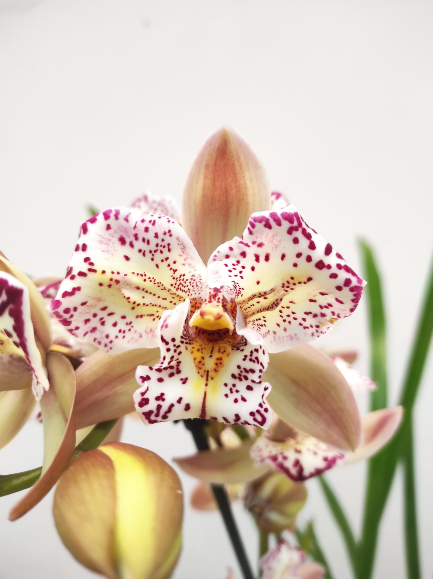 Cymbidium Italy Spot 2 Hastes - V.14