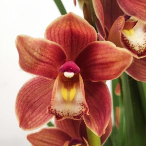 Cymbidium 2 Hastes - V.14