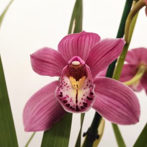 Cymbidium 2-3 Hastes - V.14