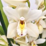 Cymbidium 3-4 Hastes - V.14