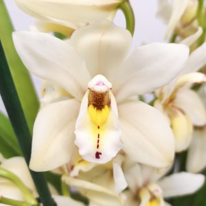 Cymbidium 3-4 Hastes - V.14