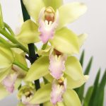 Cymbidium 2 Hastes - V.14