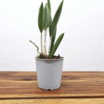 Brassavola - Sem Flor