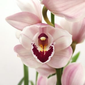 Cymbidium V.14
