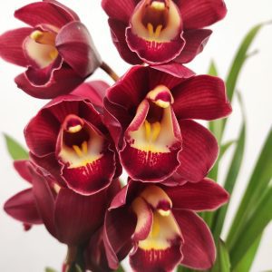 Cymbidium V.14