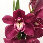 Cymbidium V.14