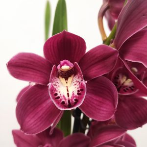 Cymbidium V.14