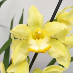 Cymbidium V.14
