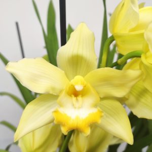 Cymbidium 3-4 Hastes - V.14