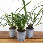 Conjunto 3 Cymbidiuns - Sem flor - V.12