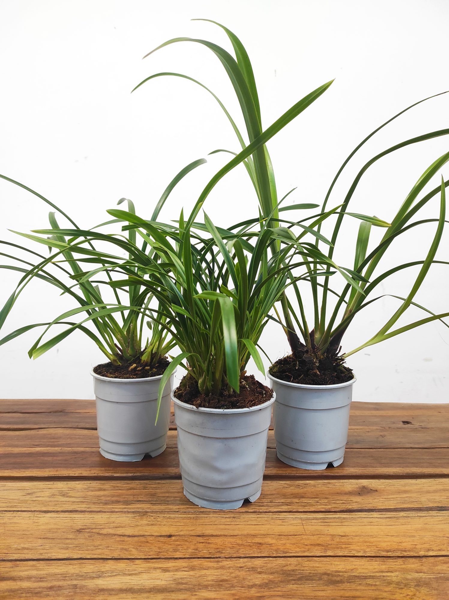 Conjunto 3 Cymbidiuns - Sem flor - V.12