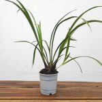 Cymbidium Sem Flor - Flor Média