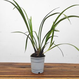 Cymbidium Sem Flor - Flor Média