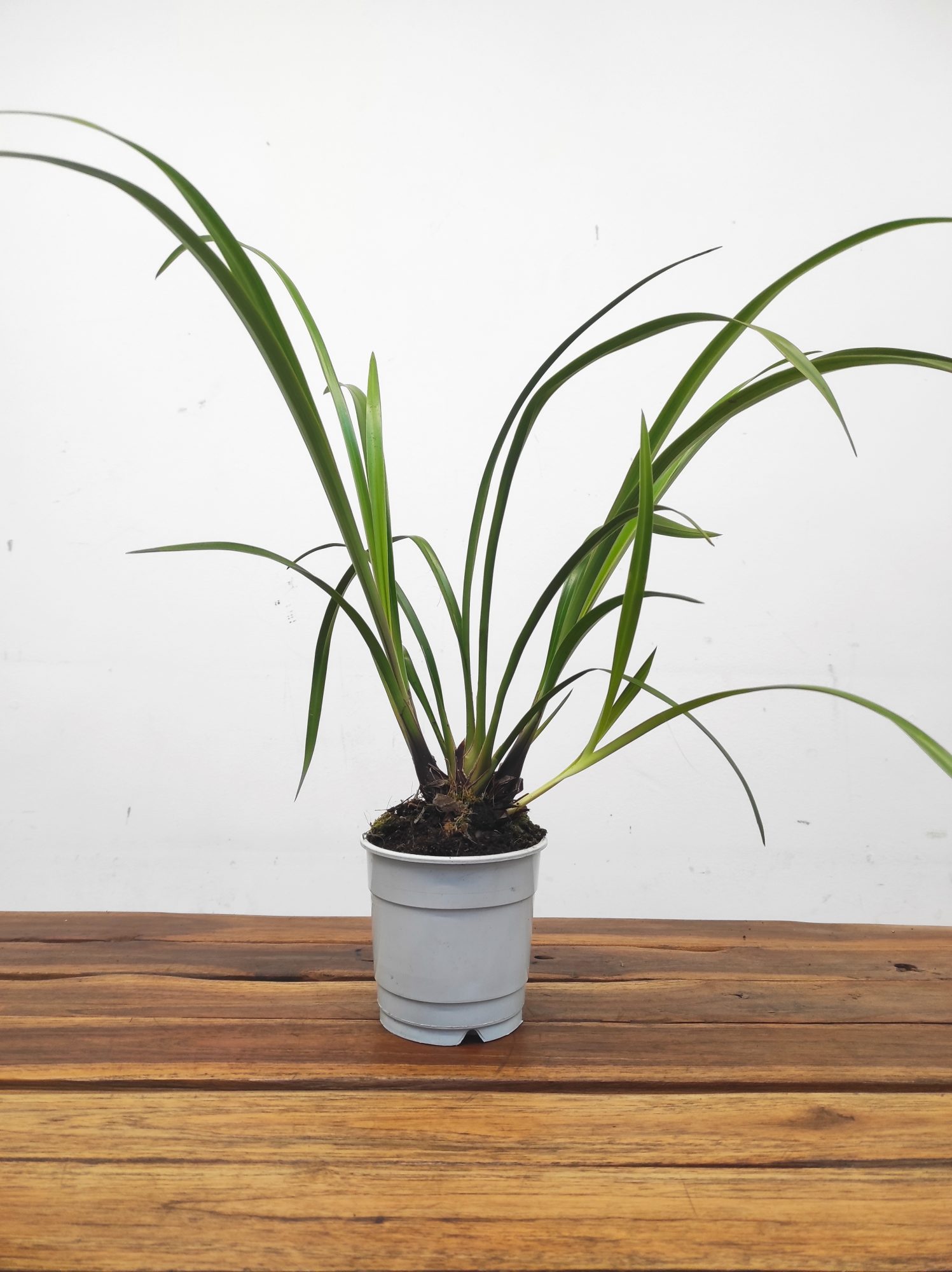 Cymbidium Sem Flor - Flor Média