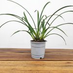 Cymbidium Sem Flor - Flor Intermédia