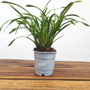 Cymbidium Sem Flor - Flor Pequena