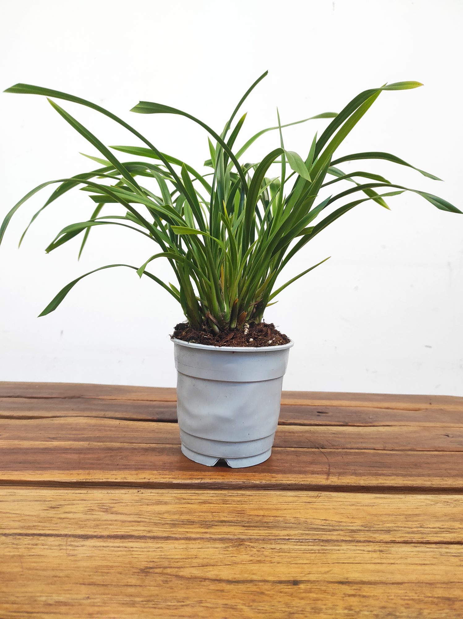 Cymbidium Sem Flor - Flor Pequena