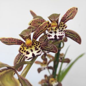 Cymbidium Magic Chocolate 1 Haste - V.14