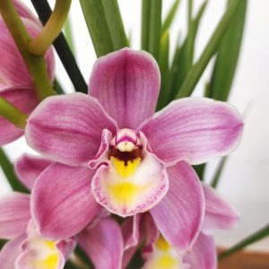 Cymbidium 3-4 Hastes - V.14