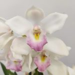 Cymbidium 2-3 Hastes - V.14