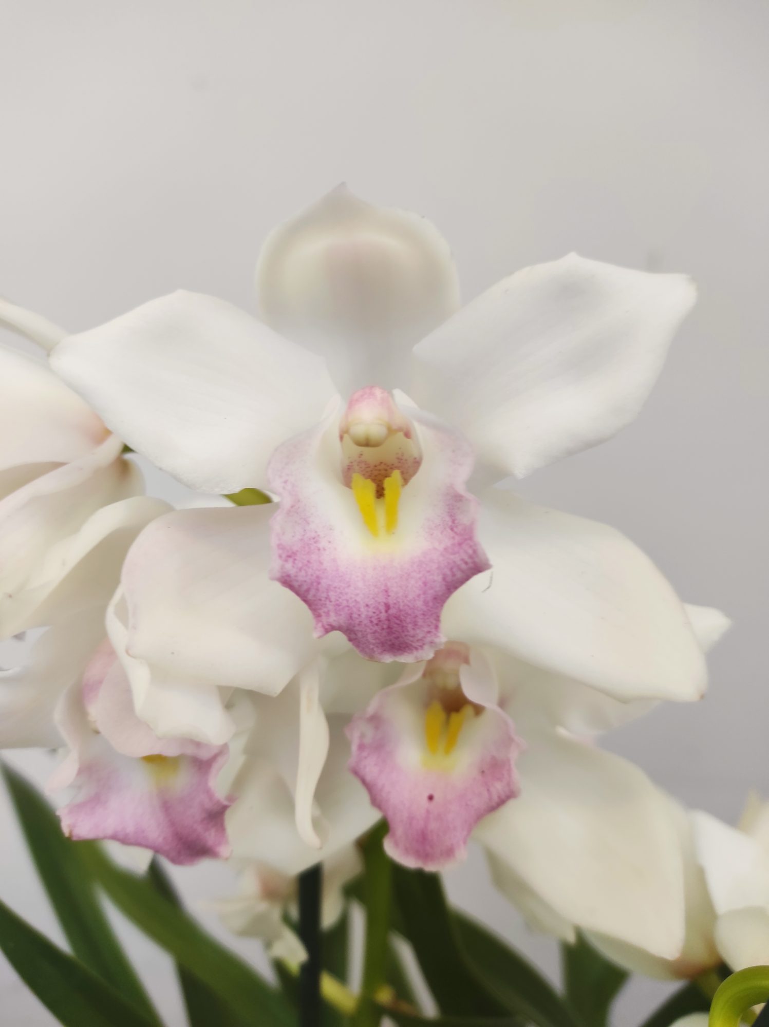 Cymbidium 2-3 Hastes - V.14