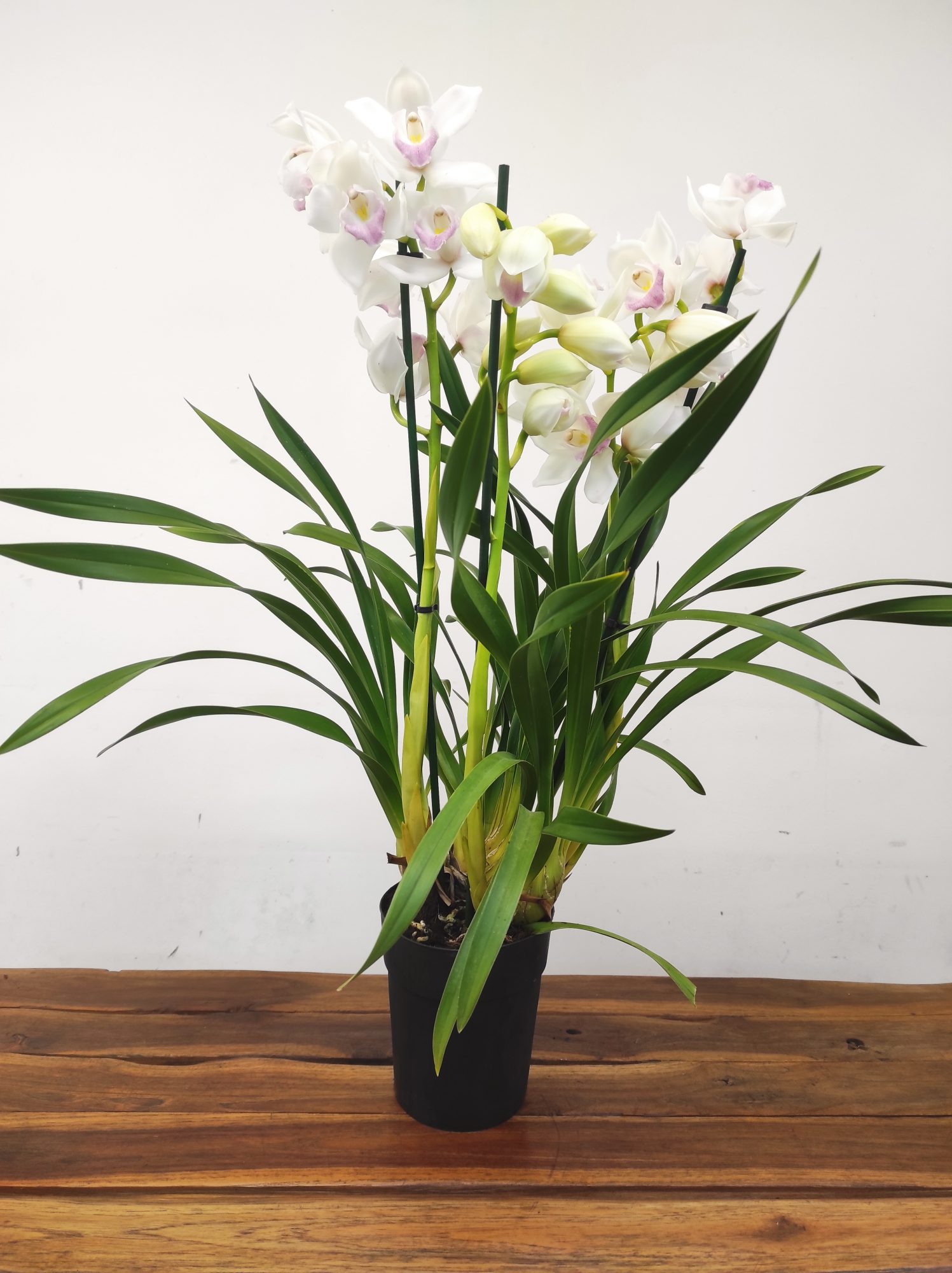 Cymbidium 2-3 Hastes - V.14 - Image 2