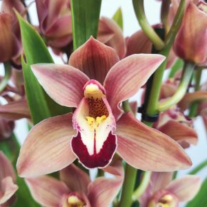 Cymbidium High Sue 3-4 Hastes - V.14