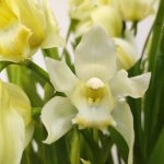 Cymbidium Vanillia Sky 3-4 Hastes - V.14
