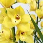Cymbidium Gold Ship 2 Hastes - V.14