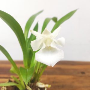 Cochleanthes