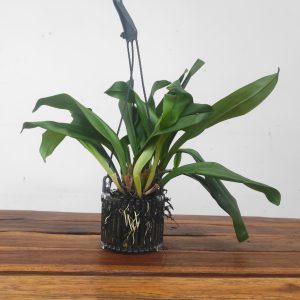 Dracula Wallisii - Sem flor