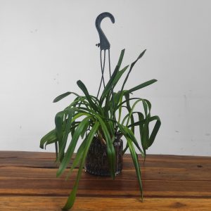 Dracula Hirsuta - Sem flor