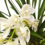 Cymbidium Pendula - Ice Cascade