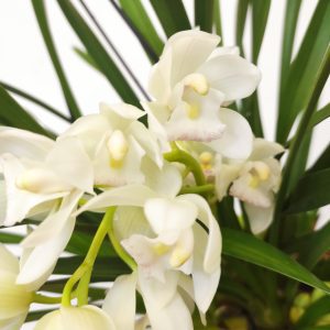 Cymbidium Pendula - Ice Cascade