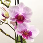 Phalaenopsis Mult. 'New Pink' - 2 Hastes