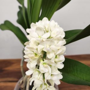 Rhynchostylis Gig. 'Aromatiq Evoke' - 1 Haste