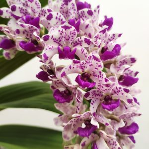 Rhynchostylis Gig. 'Aromatiq Evoke' - 1 Haste