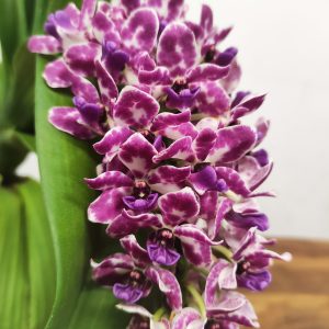 Rhynchostylis Gig. 'Aromatiq Evoke' - 1 Haste