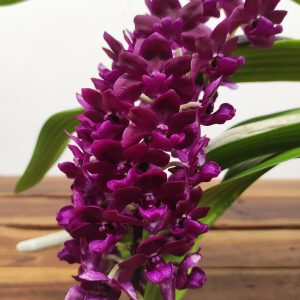 Rhynchostylis Gig. 'Aromatiq Evoke' - 2 Hastes