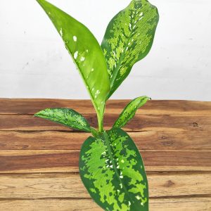 Dieffenbachia "Crocodile''