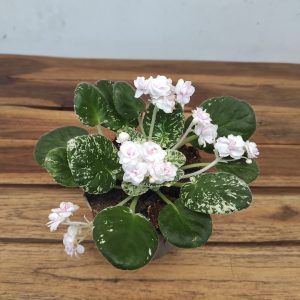 Saintpaulia Branca Variegata