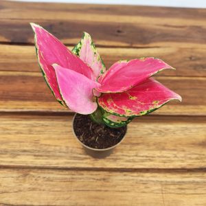 Aglaonema 'Pinky Promise' V.6