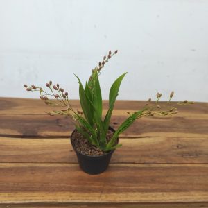 Oncidium Twinkle 'Fantasy'