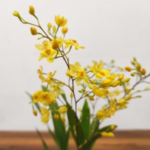 Oncidium Twinkle 'Oro'