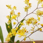 Oncidium Twinkle 'Yellow Sunlight'