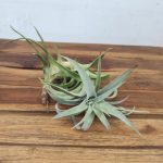 Tillandsia Hondurensis