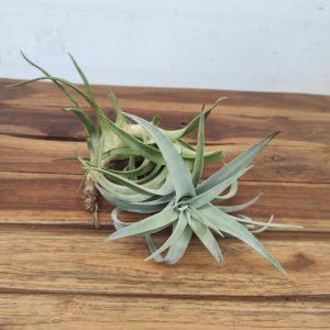 Tillandsia Hondurensis