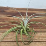 Tillandsia Lorentziana Var. Capinola